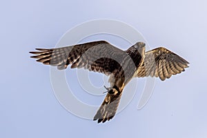 Kestrel - Falco tinnunculus