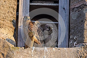 Kestrel - Falco tinnunculus