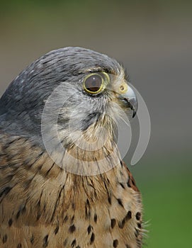 Kestrel / Falco tinnunculus