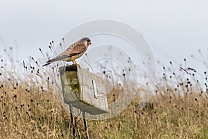 Kestrel (Falco tinnunculus