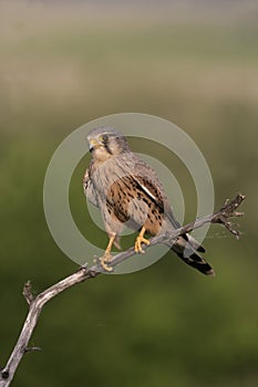 Kestrel, Falco tinnunculus