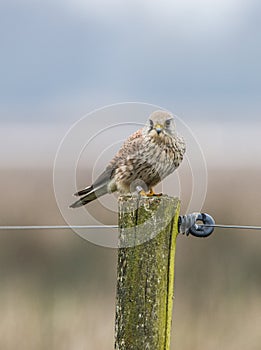 Kestrel, Falco tinnunculus. Bird of prey.