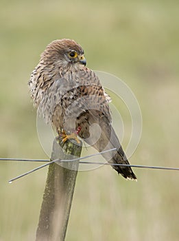 Kestrel, Falco tinnunculus. Bird of prey.