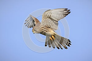 Kestrel, falco tinnunculus, bird of prey hunting