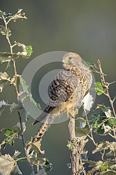 Kestrel falco tinnunculus female closeup