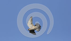 A Kestrel Falco tinnunculus in flight hunting for food.