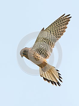 Kestrel - Falco tinnunculus - hovering