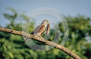 Kestrel (Falco tinnunculus) perched on branch, with large Common Redbacked Vole