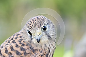 Kestrel, Falco tinnunculus, single female on branch