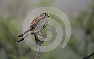 Kestrel, Falco tinnunculus photo