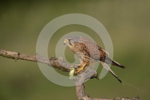 Kestrel, Falco tinnunculus photo