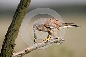 Kestrel, Falco tinnunculus photo
