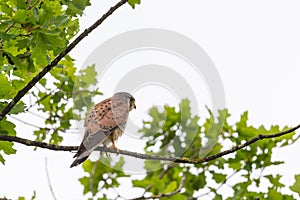 Kestrel falco tinnunculus sitting on tree branch with green foliage