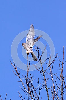 Kestrel falco tinnunculus taking off from tree top