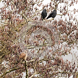 Kestrel Falco tinnunculus in tree with jackdaws Corvus monedu