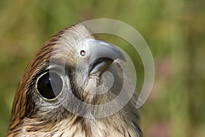 Kestrel Falcon