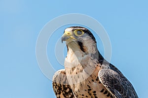 Kestrel falcon on blue background