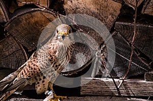 Kestrel falcon closeup