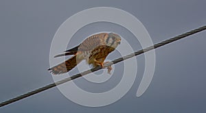 Kestrel feeding on a wire in Florida photo