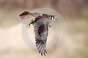 Kestrel In Flight