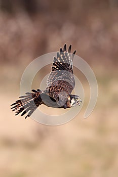 Kestrel In Flight