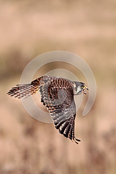 Kestrel In Flight