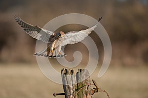 Kestrel in flight.