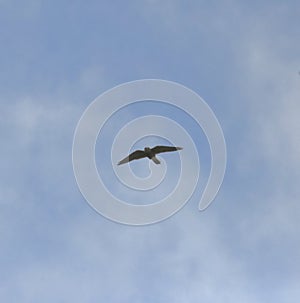 Kestrel in flight