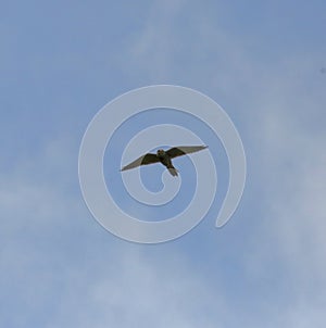 Kestrel in flight