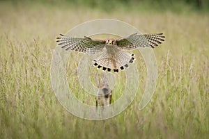 Kestrel in Flight