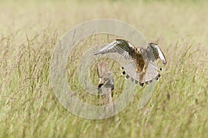 Kestrel in Flight