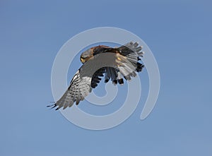 Kestrel in flight