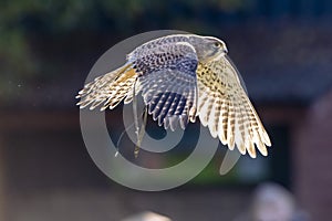 Kestrel in flight backlit by strong sunlight