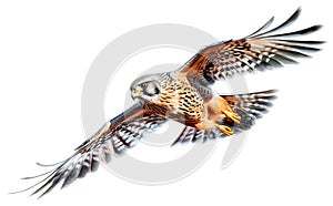 A kestrel flying in the sky on white background - AI generated