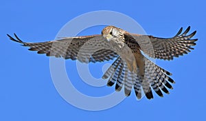 Kestrel hawk flying in the blue sky