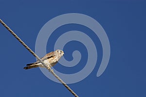 Kestrel on highwire