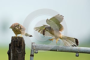 Kestrel and his young