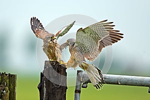 Kestrel and his young