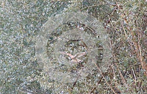 Kestrel hovering about to dive