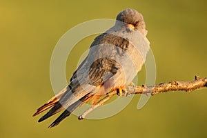 Kestrel from Hungary, Summer in nature. photo