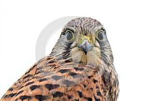 Kestrel, juvenile, face to face