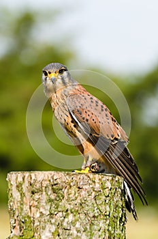 Kestrel on log