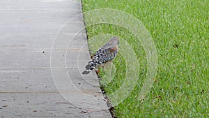 Kestrel  is looking for food