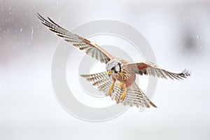 kestrel mid-flight with prey in sight