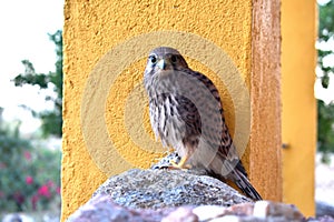 Kestrel standing on the rock