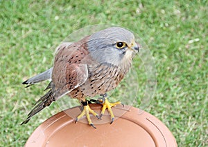 kestrel perching