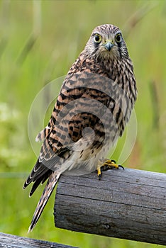 Kestrel perching on the edge