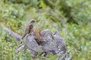 Kestrel perching on rock in it's natural habitat.