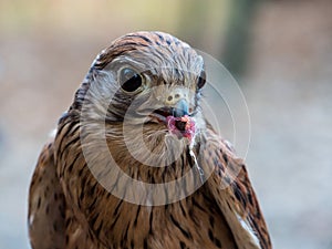 kestrel with a prey