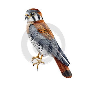 Kestrel realistic watercolor illustration. Hand drawn falco sparverius North America native wildlife bird. Kestrel bird